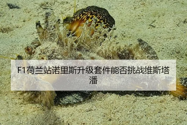 he-lan-zhan-nuo-li-si-sheng-ji-tao-jian-neng-fou-tiao-zhan-wei-si-ta-pan-2-294.jpg